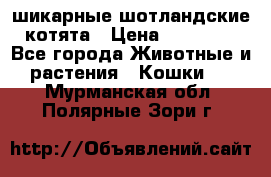 шикарные шотландские котята › Цена ­ 15 000 - Все города Животные и растения » Кошки   . Мурманская обл.,Полярные Зори г.